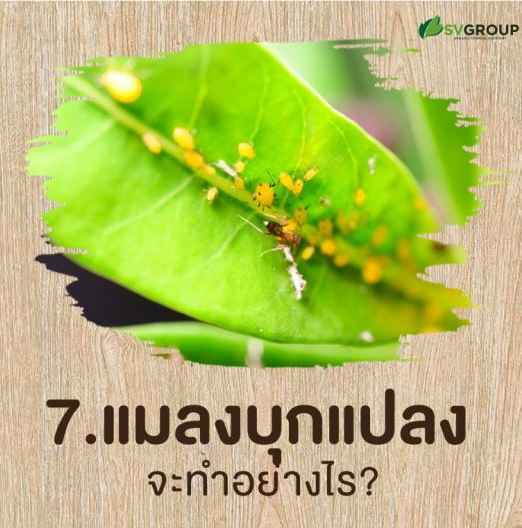 9 ขั้นตอนเปลี่ยนแปลงปลูกให้เป็น "เกษตรอินทรีย์"