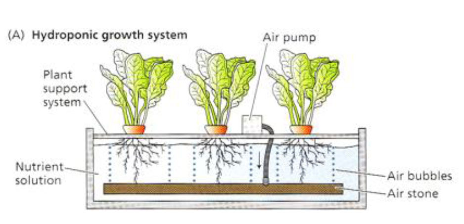 การปลูกผักแบบไฮโดรโปนิกส์