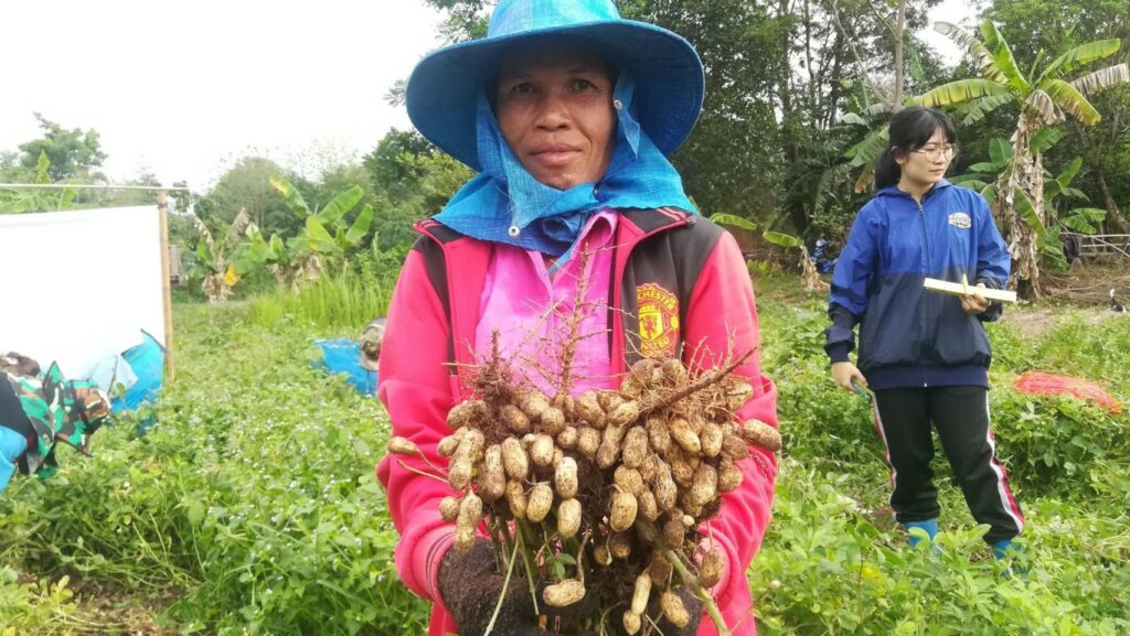 เมล็ดพันธุ์ถั่วลิสง