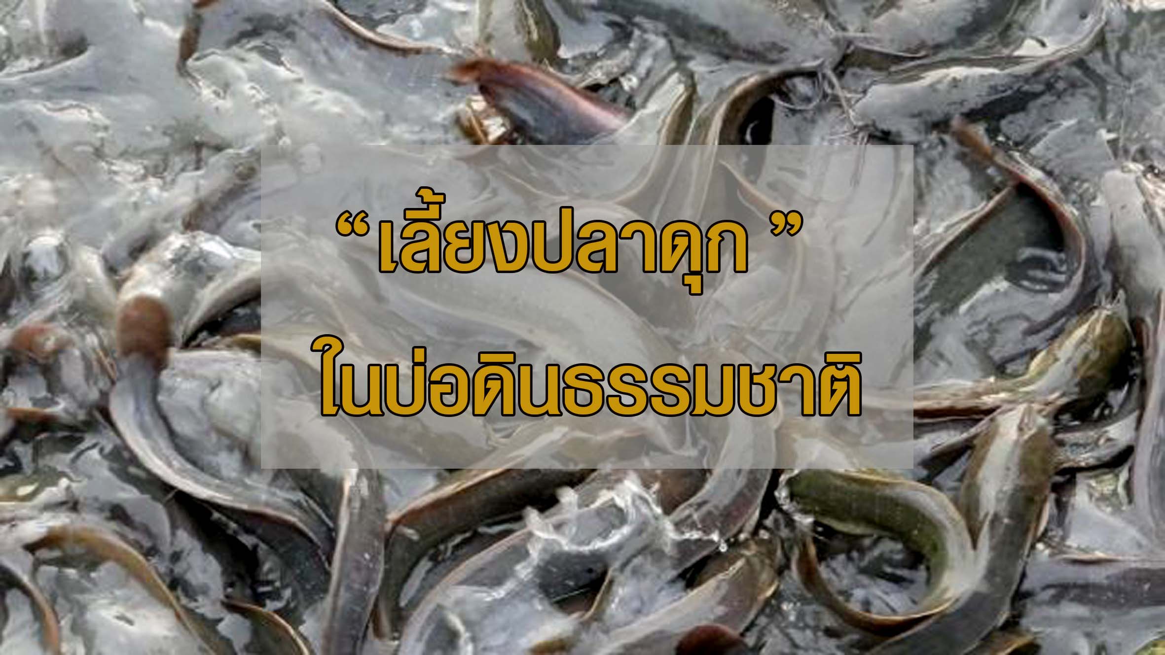 การเลี้ยงปลาดุก ในบ่อดินธรรมชาติ