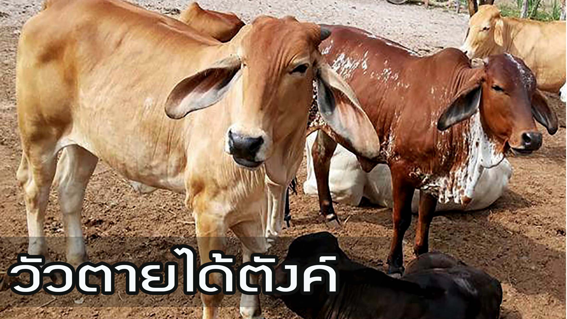 เกษตรกรต้องฟัง ธ.ก.ส. เปิด "โครงการประกันภัยโคเนื้อ" วัวตายได้ 3 หมื่นบาท