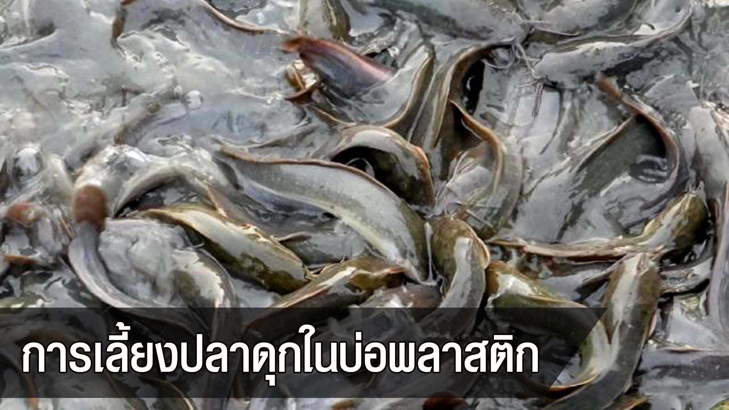 การเลี้ยงปลาดุกในบ่อพลาสติก