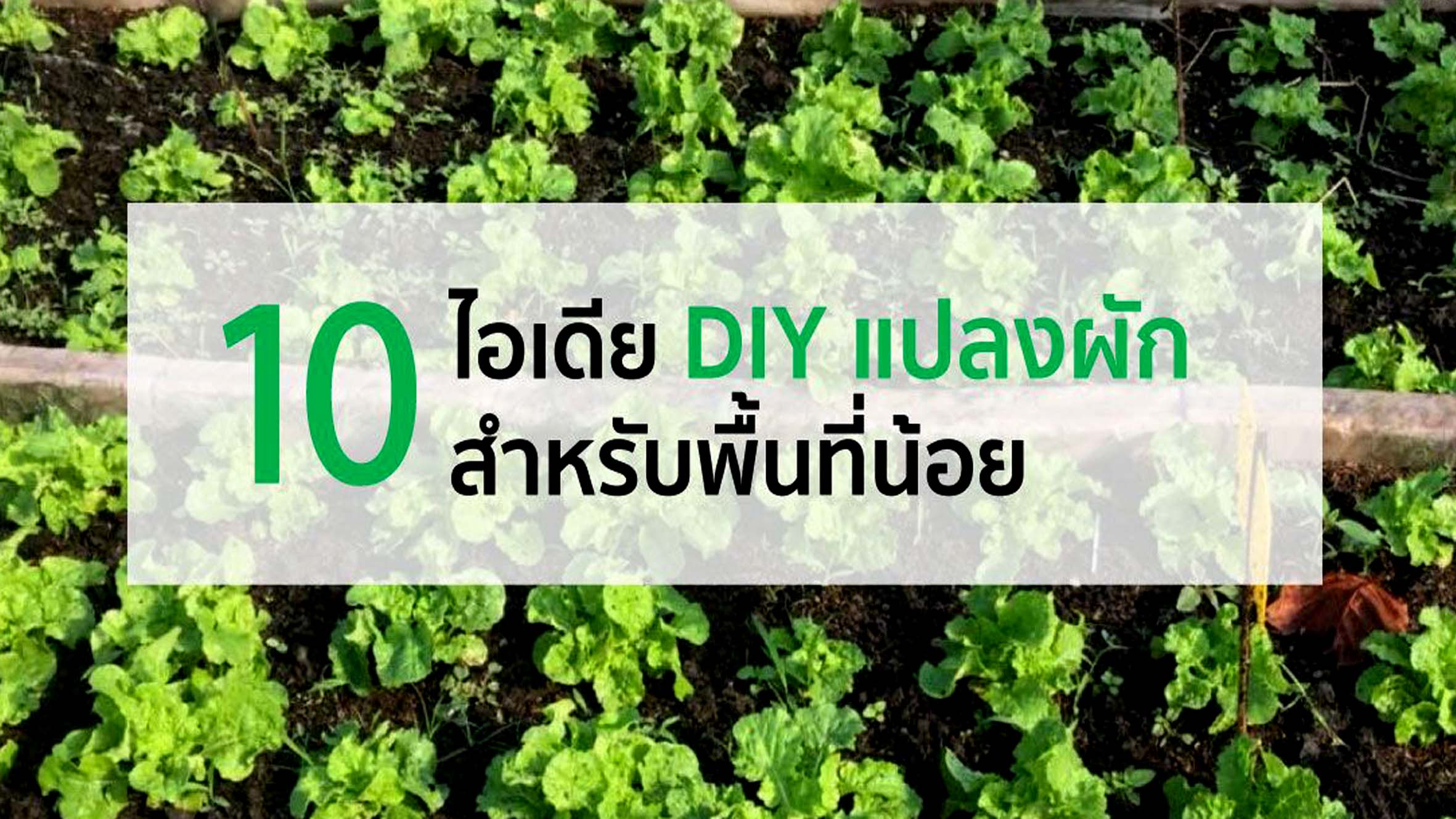 10 ไอเดีย แปลงผักสำหรับพื้นที่น้อย