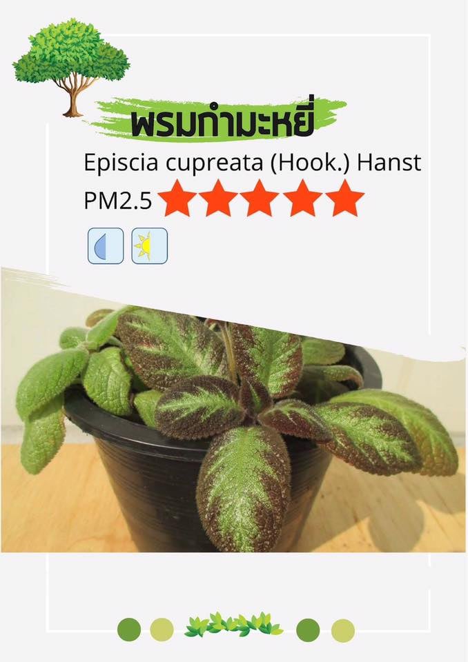 " พันธุ์ไม้ไล่อากาศพิษบำบัดฝุ่น PM 2.5 "  ลองหากันมาปลูก เพื่อทำให้อากาศรอบๆตัวสะอาดปลอดภัยเหมาะสำหรับการสูดลมหายใจให้เต็มปอด 