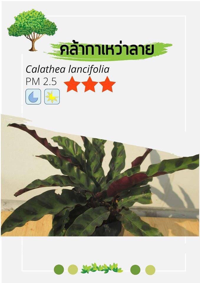 " พันธุ์ไม้ไล่อากาศพิษบำบัดฝุ่น PM 2.5 "  ลองหากันมาปลูก เพื่อทำให้อากาศรอบๆตัวสะอาดปลอดภัยเหมาะสำหรับการสูดลมหายใจให้เต็มปอด 