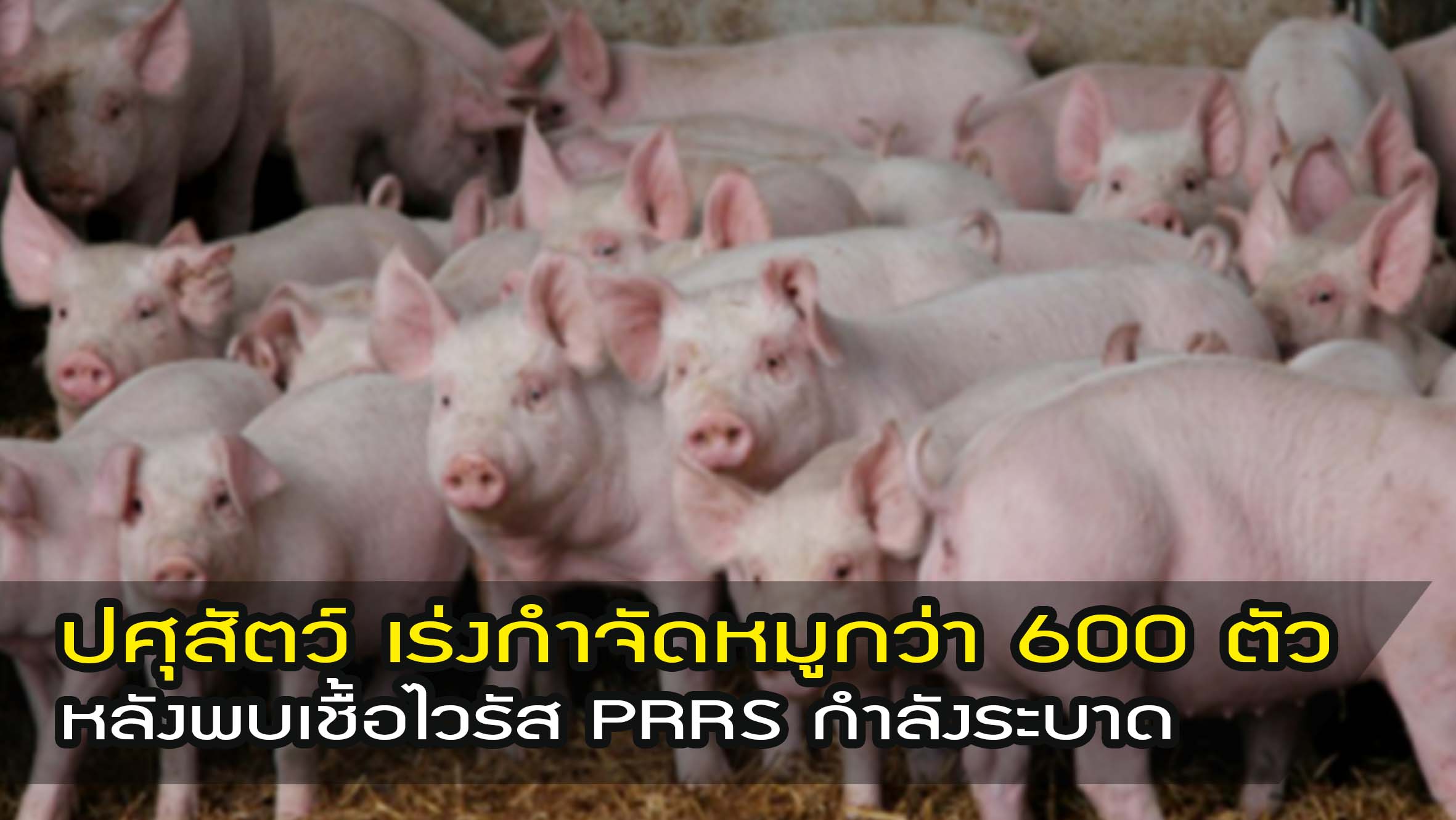 กรมปศุสัตว์ เร่งทำลายหมู กว่า 600 ตัว หลังพบเชื้อไวรัส PRRS กำลังระบาดใน 2 อำเภอ จ.สระแก้ว พร้อมแจ้งเตือนประชาชนอย่าเห็นกับของถูกซื้อเนื้อหมูจากเขียงไม่ได้มาตรฐานไปบริโภค