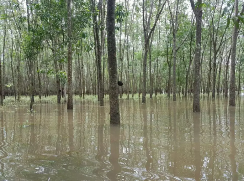 เตือนชาวสวนยาง ช่วงฝนตกหนักน้ำอาจท่วมขัง ให้เฝ้าระวังโรคไฟทอปโธราฉวยโอกาสซ้ำช่วงอากาศชื้น พร้อมแนะวิธีดูแลป้องกัน