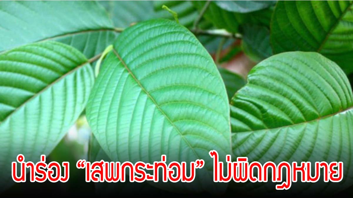 ไฟเขียว นำร่อง 135 หมู่บ้าน “เสพกระท่อม” ไม่ผิดกฎหมาย