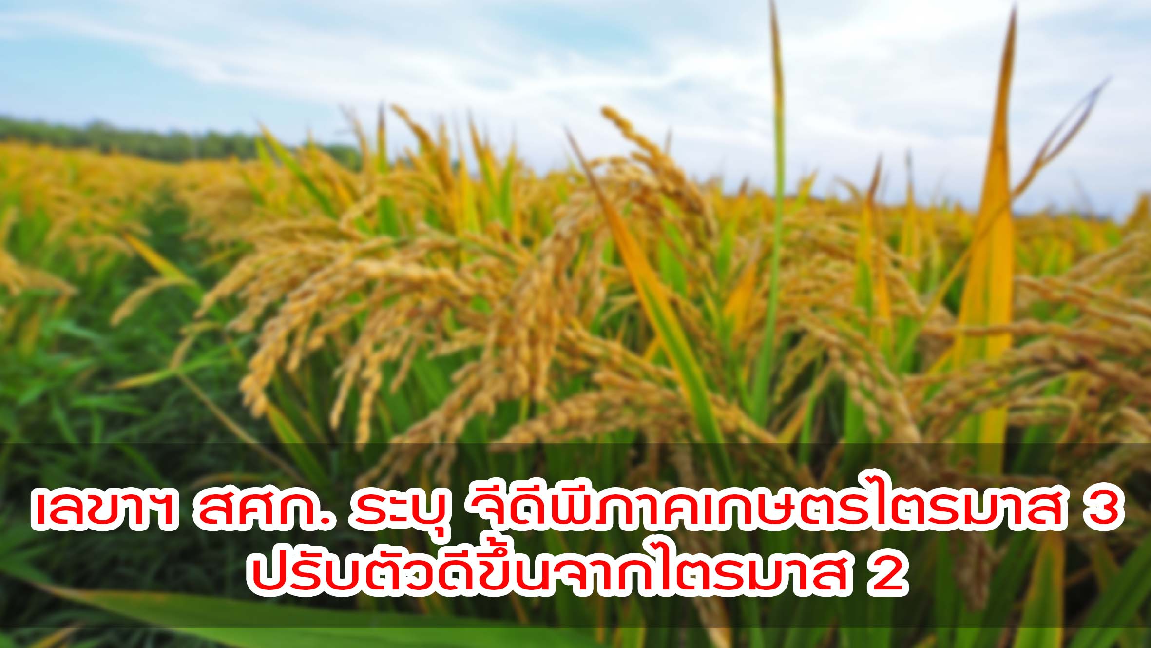 เลขาฯ สศก. ระบุ จีดีพีภาคเกษตรไตรมาส 3 ปรับตัวดีขึ้นจากไตรมาส 2 แต่ยังคงหดตัว 0.4 คาดตลอดทั้งปี ยังหดตัวในช่วงร้อยละ -3.4 ถึง -2.4