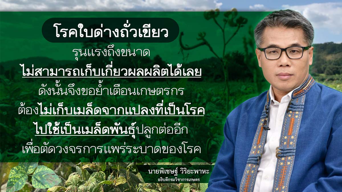 เตือนเกษตรกรผู้ที่ปลูกถั่วเขียว ให้เฝ้าระวังการระบาดของโรคใบด่างถั่วเขียว