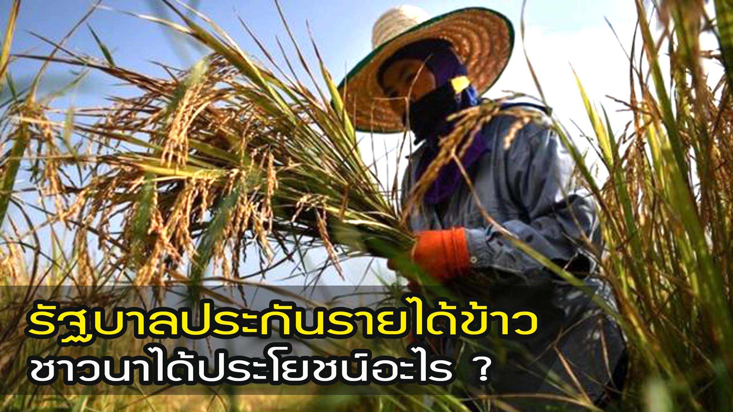 รัฐบาลประกันรายได้ข้าว ชาวนาได้ประโยชน์อะไร ?