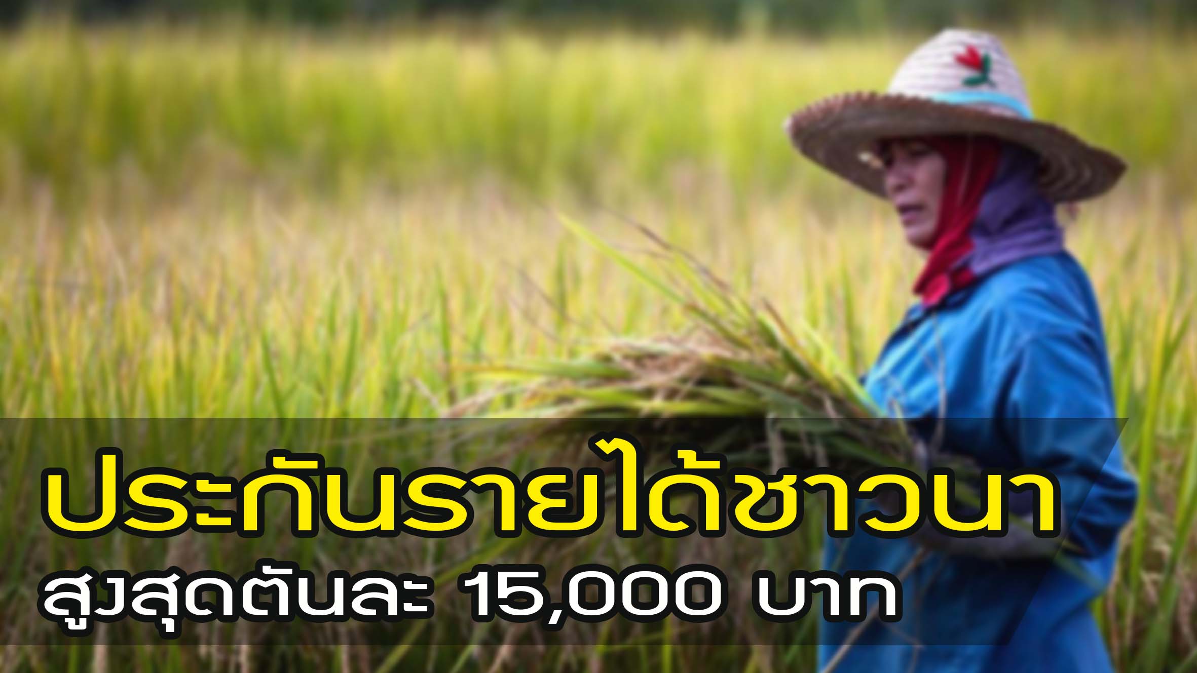 ด่วน !! ครม. อนุมัติโครงการประกันรายได้เกษตรกรผู้ปลูกข้าว สูงสุดตันละ 15,000 บาท