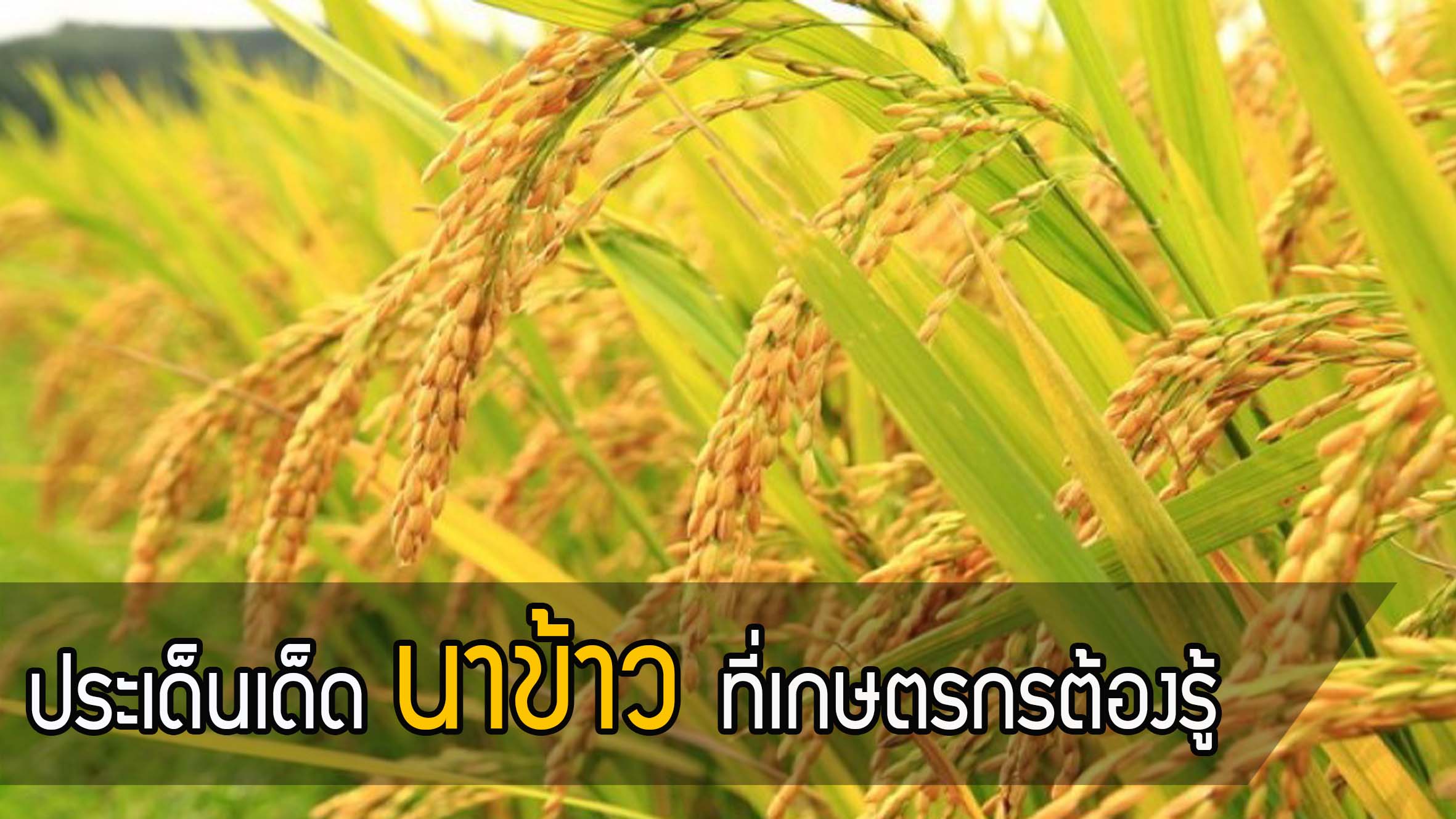 ห้ามพลาด !! คำถามคาใจชาวนาข้าว ประเด็นเด็ดที่ต้องรู้