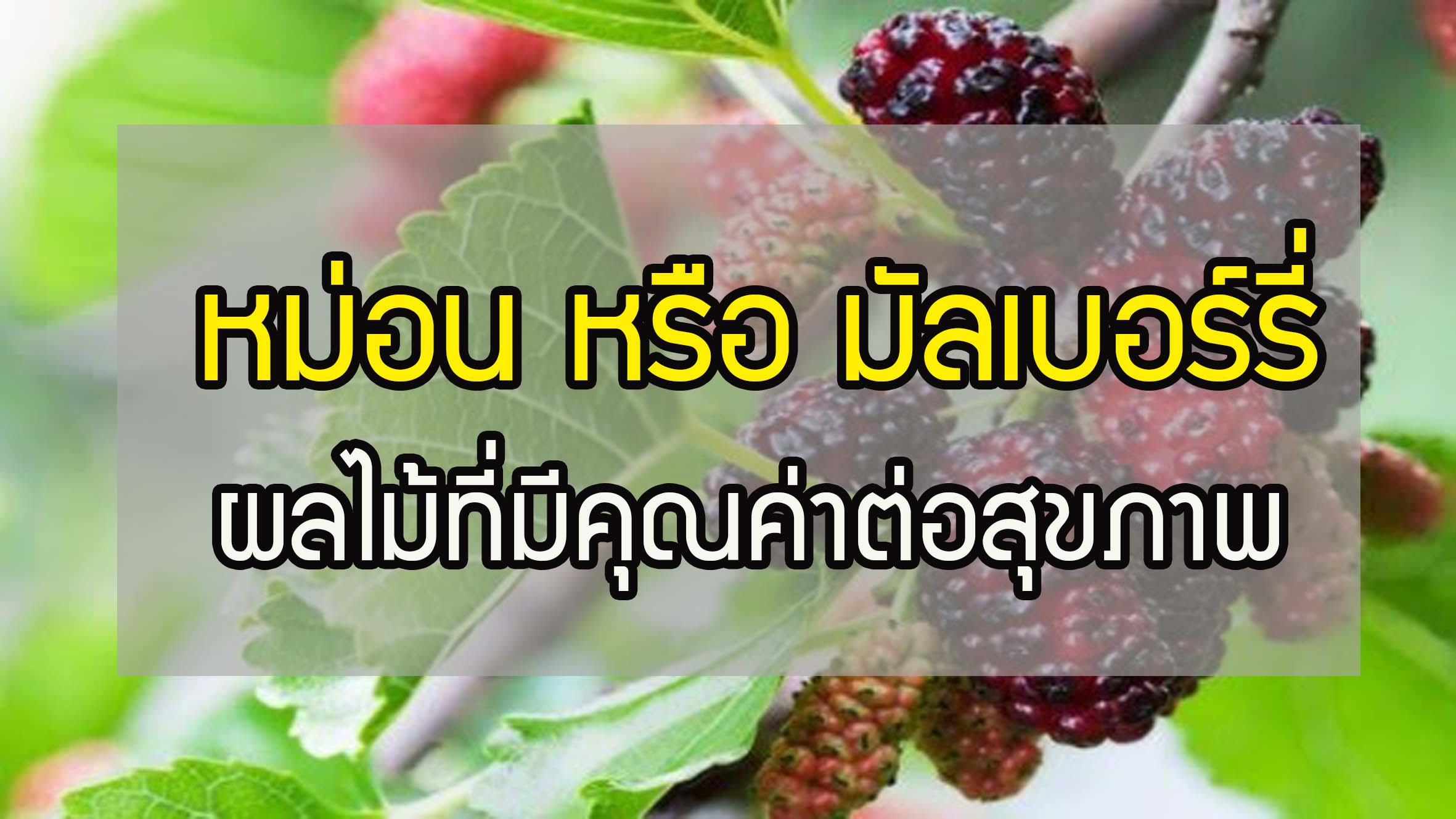 หม่อน หรือ มัลเบอร์รี่ (Mulberry) ผลไม้ที่มีคุณค่าต่อสุขภาพ นิยมนำมาแปรรูปมากขึ้น เพื่อเป็นการเพิ่มมูลค่า