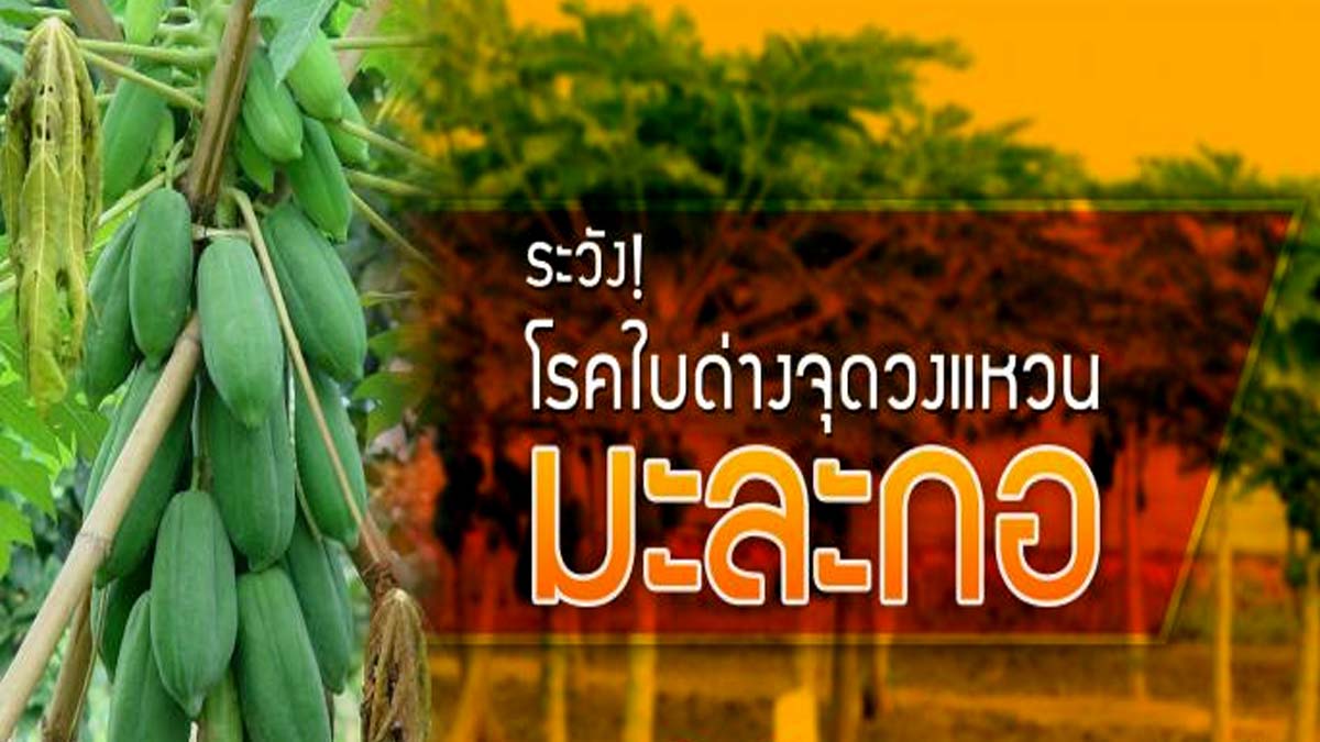 เตือน !! เกษตรกรผู้ปลูกมะละกอให้เตรียมรับมือโรคใบด่างจุดวงแหวน สามารถพบได้ในทุกระยะการเจริญเติบโตของมะละกอ