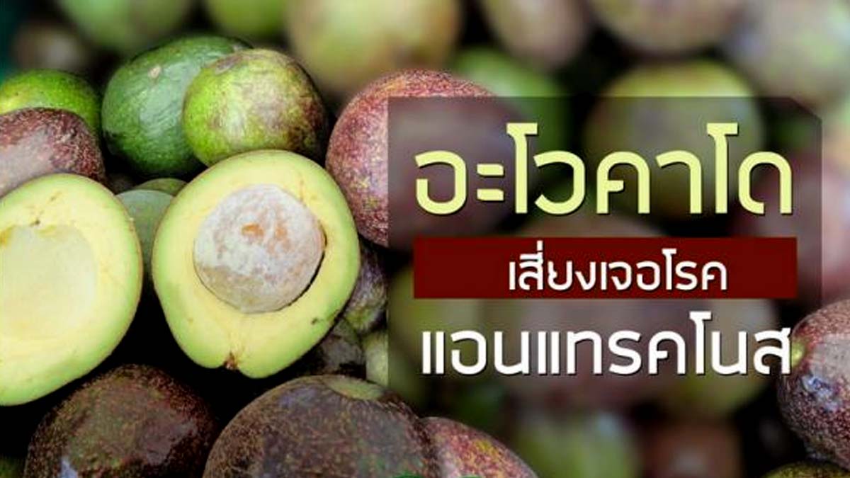 กรมวิชาการเกษตร เตือนเกษตรกรผู้ปลูกอะโวคาโดให้เตรียมรับมือการระบาดของโรคแอนแทรคโนส สามารถพบได้ในระยะที่ต้นอะโวคาโดติดผลอ่อนถึงระยะผลแก่ใกล้เก็บเกี่ยว