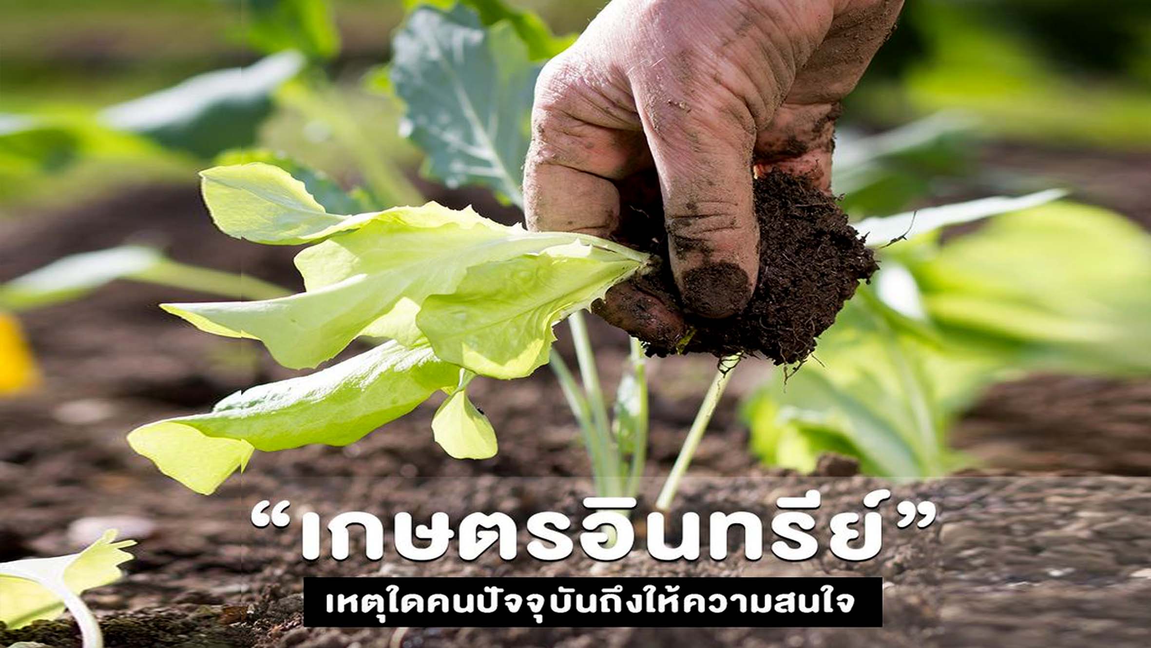 “เกษตรอินทรีย์” เหตุใดคนปัจจุบันถึงให้ความสนใจ ?