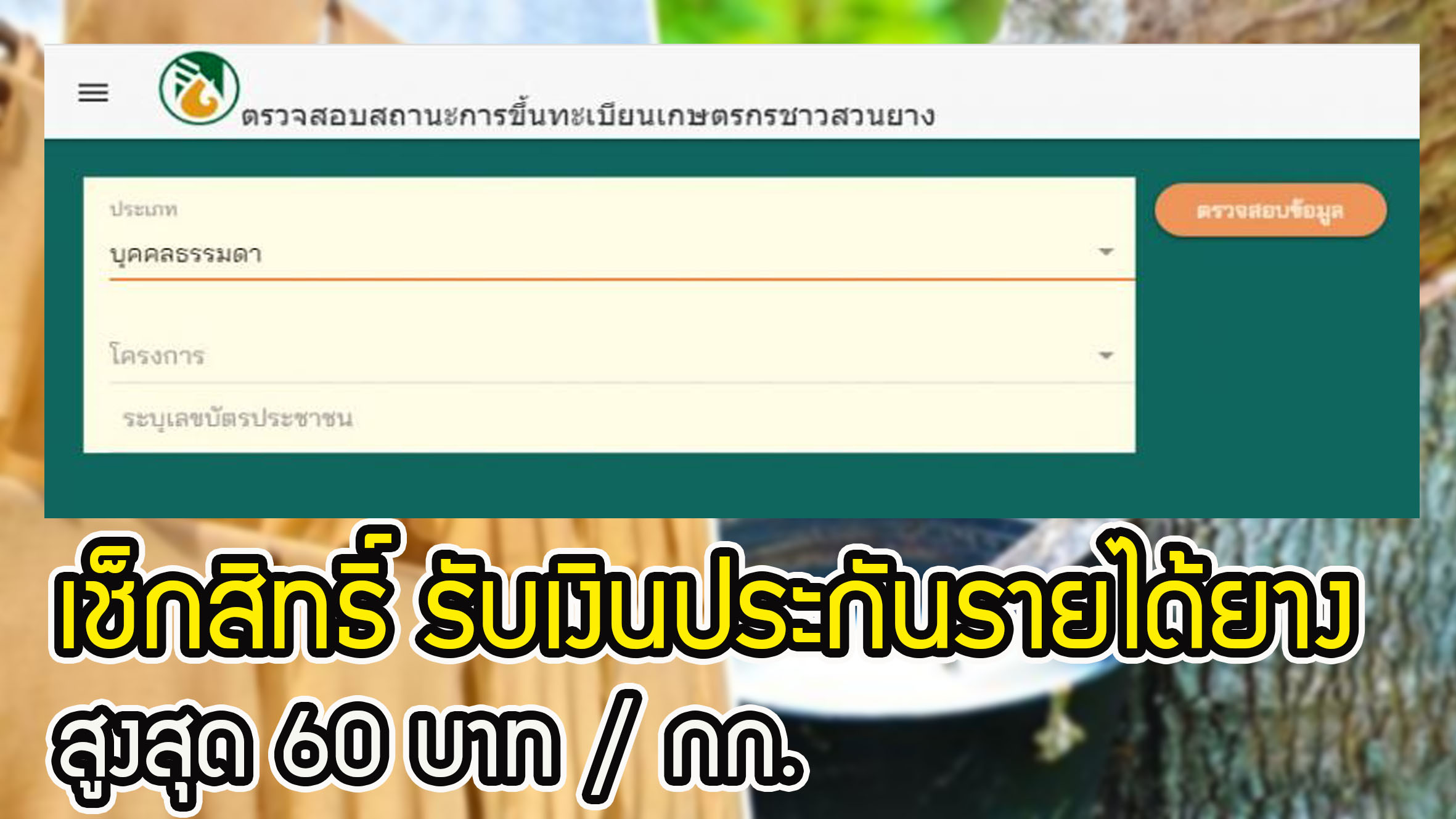 ตรวจสอบสถานะการขึ้นทะเบียนเกษตรชาวสวนยาง เช็กสิทธิ์ "รับเงินประกันรายได้ยาง" สูงสุด 60 บาท / กิโลกรัม