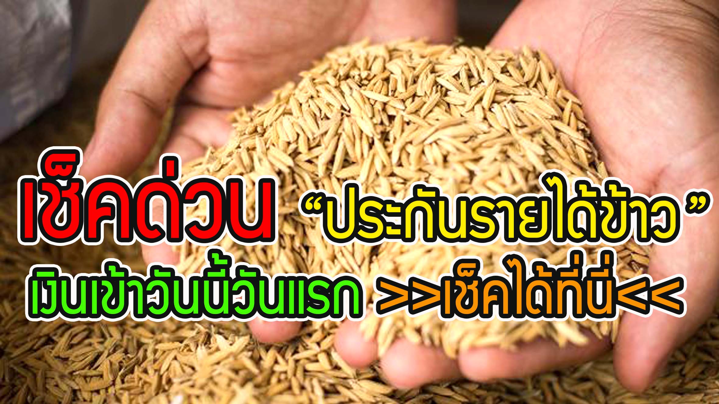 รีบเช็คด่วน !! “เงินประกันรายได้ข้าว ” เงินเข้าวันนี้วันแรก >>เช็คได้ที่นี่