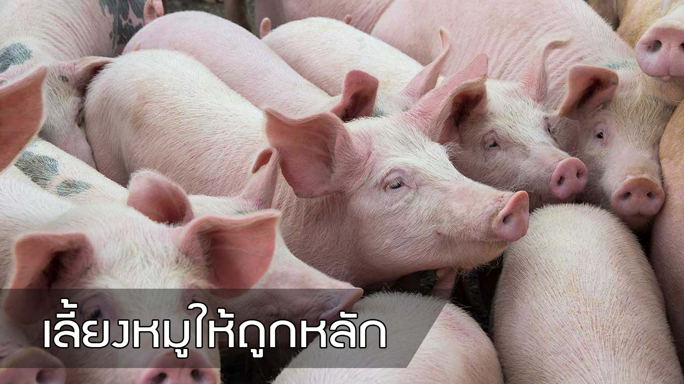 การเลี้ยงหมูแบบชีวภาพ อาหารต้นทุนต่ำ ช่วยลูกหมูโตเร็ว สร้างกำไรได้ดี