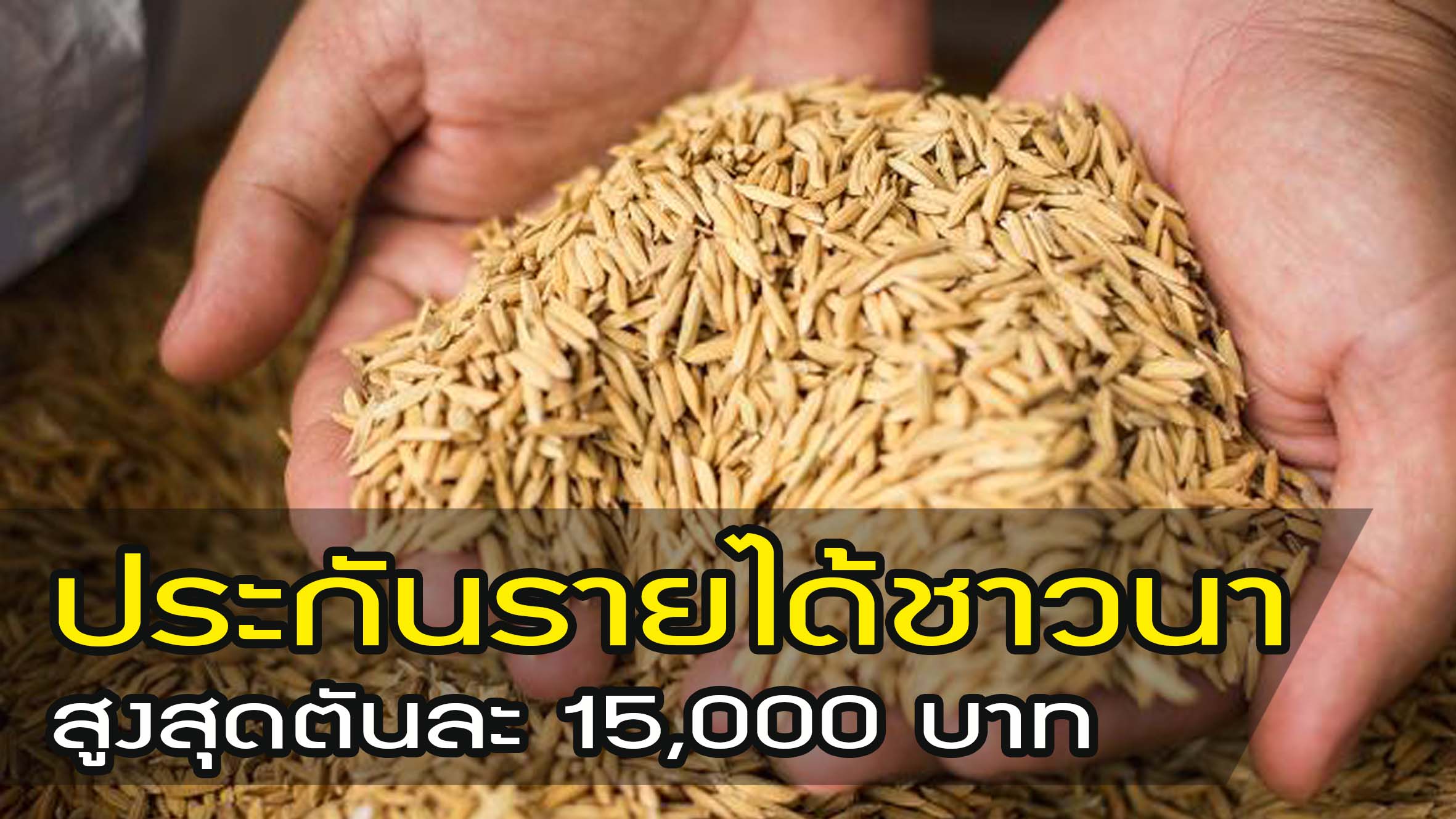 โครงการที่รอคอย !! คณะรัฐมนตรี อนุมัติ " โครงการประกันรายได้เกษตรกรผู้ปลูกข้าว " สูงสุดตันละ 15,000 บาท