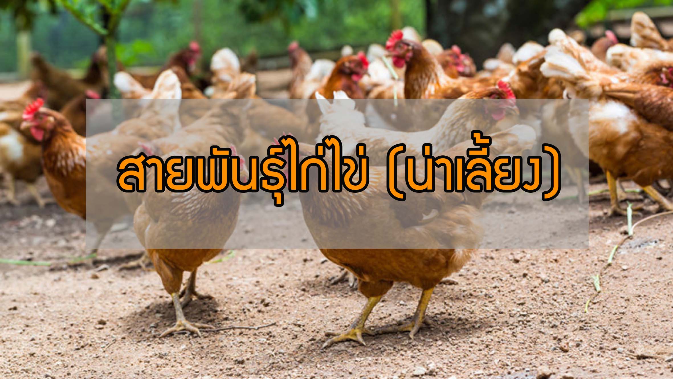 มาดูกันว่า !! สายพันธุ์ไก่ไข่ ที่น่าเลี้ยง มีสายพันธุ์ไหนกันบ้าง ?