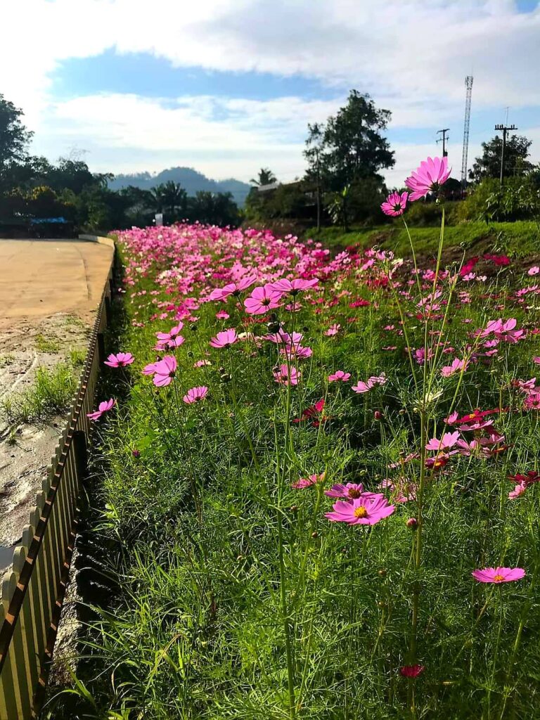 ชวนสัมผัส "หนาวสุดกลางสยาม" ความสวยงามใกล้กรุง ณ แก่นมะกรูด อ.บ้านไร่ จ.อุทัยธานี  เกษตรทฤษฎีใหม่ในพื้นที่ต้นแบบ