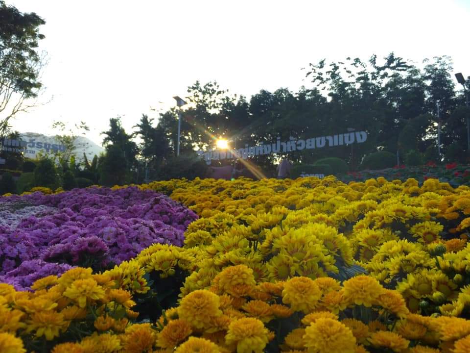 ชวนสัมผัส "หนาวสุดกลางสยาม" ความสวยงามใกล้กรุง ณ แก่นมะกรูด อ.บ้านไร่ จ.อุทัยธานี  เกษตรทฤษฎีใหม่ในพื้นที่ต้นแบบ