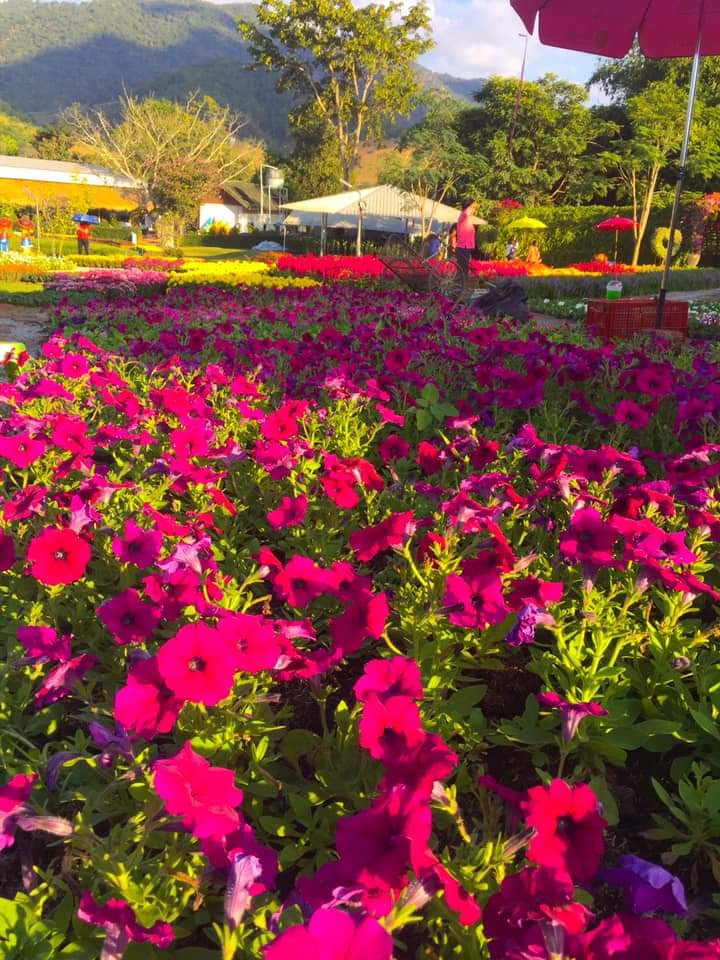 ชวนสัมผัส "หนาวสุดกลางสยาม" ความสวยงามใกล้กรุง ณ แก่นมะกรูด อ.บ้านไร่ จ.อุทัยธานี  เกษตรทฤษฎีใหม่ในพื้นที่ต้นแบบ