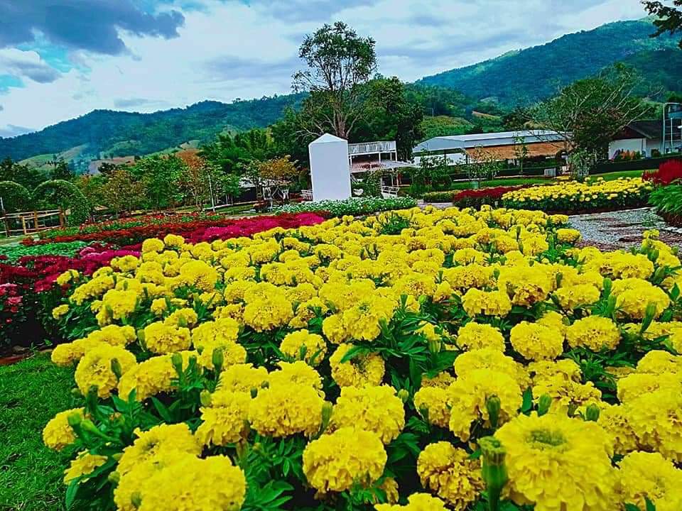 ชวนสัมผัส "หนาวสุดกลางสยาม" ความสวยงามใกล้กรุง ณ แก่นมะกรูด อ.บ้านไร่ จ.อุทัยธานี  เกษตรทฤษฎีใหม่ในพื้นที่ต้นแบบ