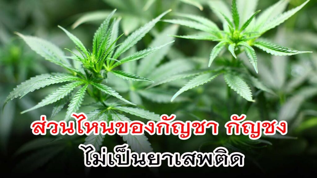 ส่วนไหนของกัญชา กัญชง ไม่เป็นยาเสพติด ตามประกาศกระทรวงสาธารณสุข