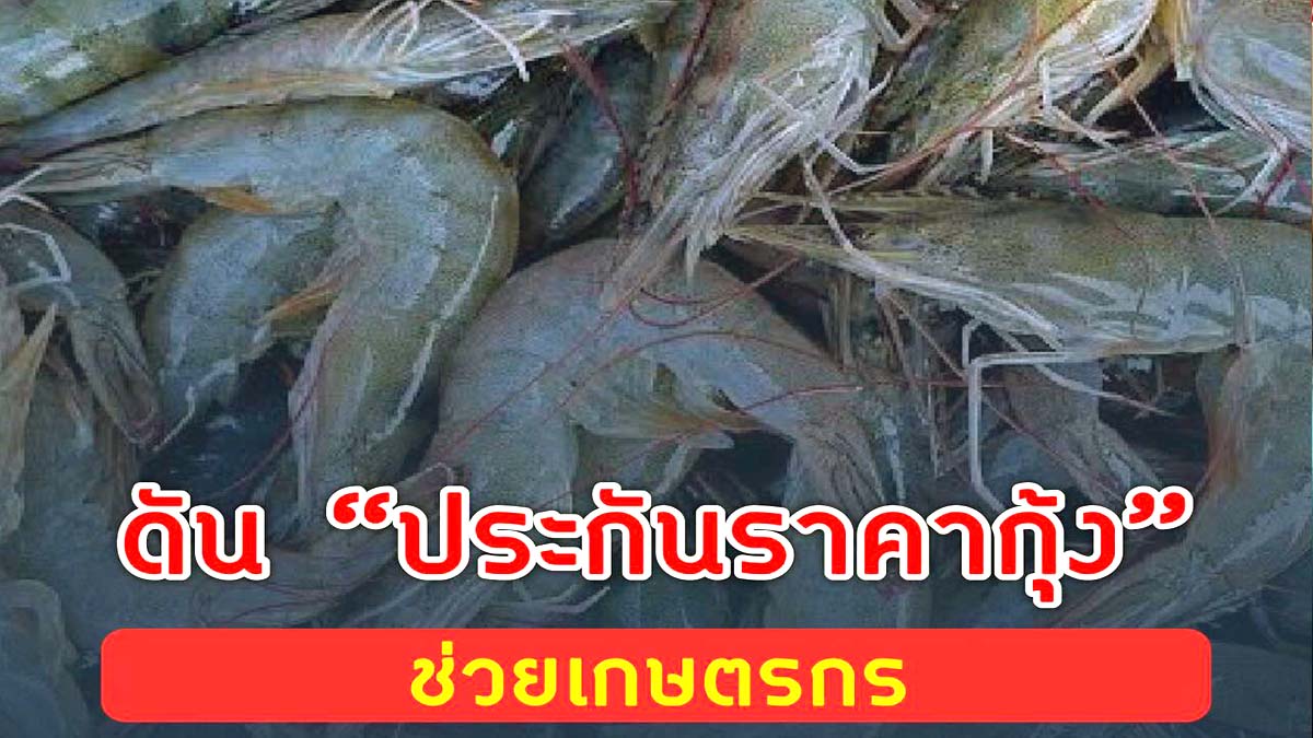 รมว.เกษตรและสหกรณ์ ดัน “ประกันราคากุ้ง” เพื่อช่วยเกษตรกร