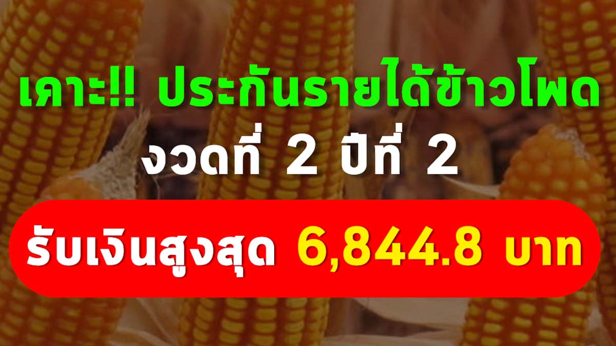 เคาะประกันรายได้ข้าวโพด งวดที่ 2 ปีที่ 2 ในอัตรากิโลกรัมละ 0.32 บาท คาดว่ามีเกษตรกรได้รับเงินสูงสุด 6,844.8 บาท