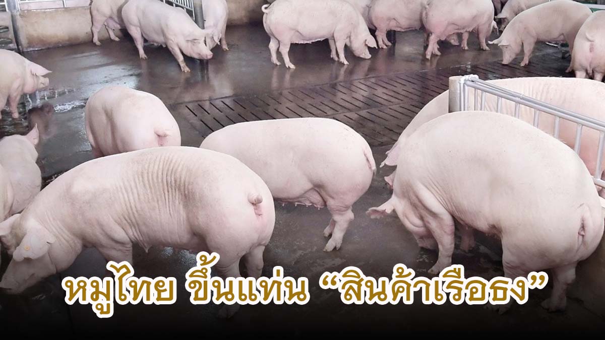 หมูไทย ปัง ปัง !! ขึ้นแท่น "สินค้าเรือธง"