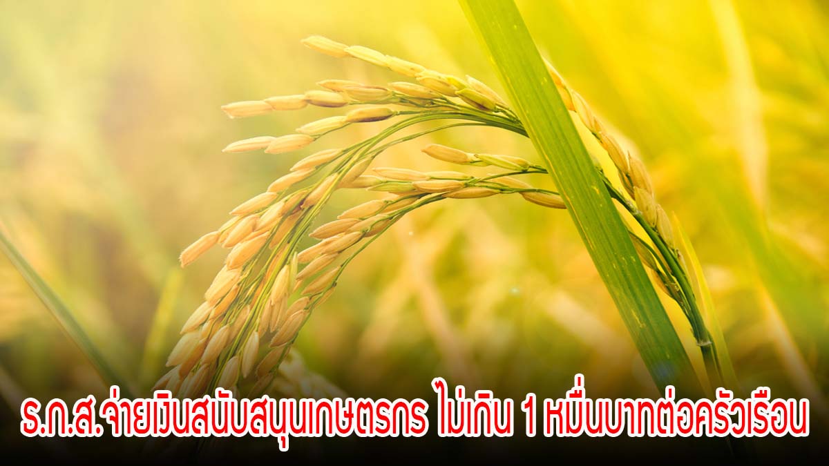 ธ.ก.ส.จ่ายเงินสนับสนุนค่าบริหารจัดการและพัฒนาคุณภาพผลผลิตเกษตรกรผู้ปลูกข้าวนาปี ไม่เกิน 1 หมื่นบาทต่อครัวเรือน