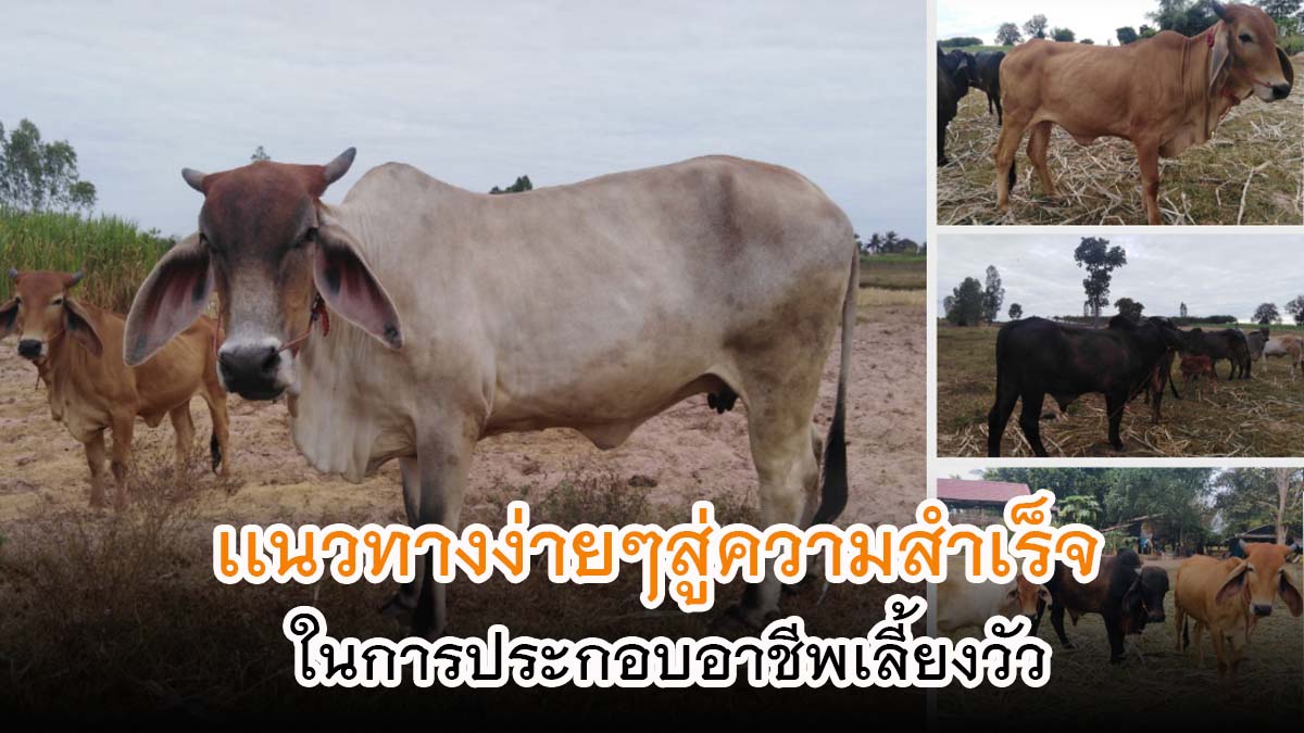 เผยเคล็ดลับ !! เเนวทางง่ายๆสู่ความสำเร็จ ในการประกอบอาชีพเลี้ยงวัว