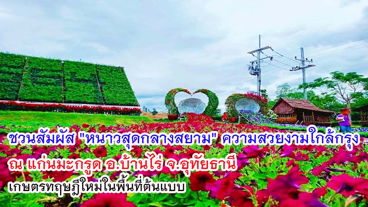 ชวนสัมผัส "หนาวสุดกลางสยาม" ความสวยงามใกล้กรุง ณ แก่นมะกรูด อ.บ้านไร่ จ.อุทัยธานี เกษตรทฤษฎีใหม่ในพื้นที่ต้นแบบ