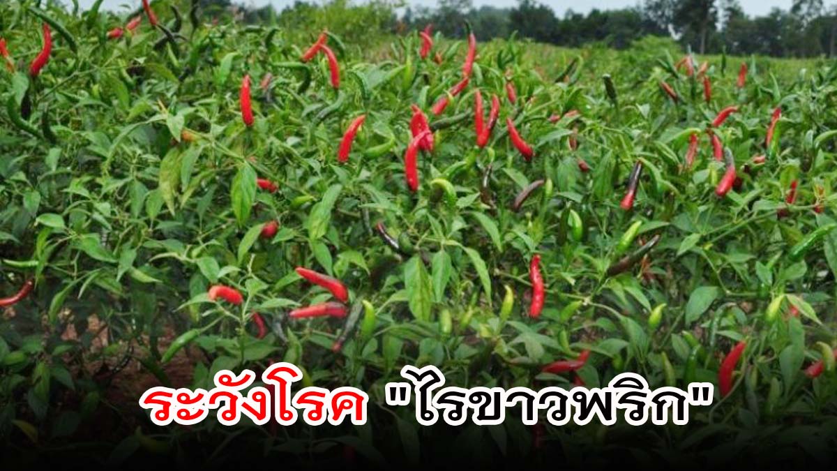 เตือนเกษตรผู้ปลูกพริก สภาพอากาศในช่วงนี้ ให้ระวังโรค "ไรขาวพริก" ระบาดในพริก