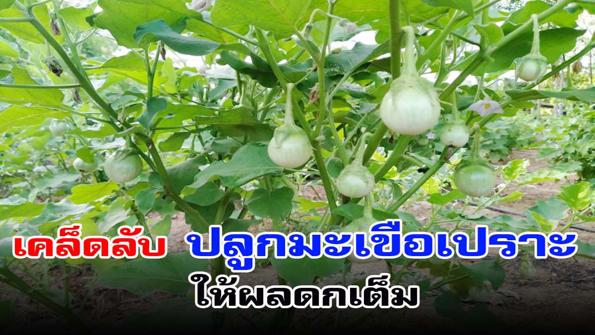 เคล็ดลับ วิธีปลูกมะเขือเปราะ ให้ผลดกเต็ม พร้อมเทคนิคให้ต้นงามไว