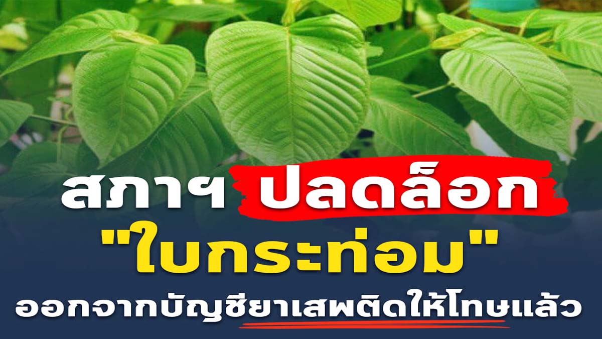 ไฟเขียว​ ปลดล็อก"กระท่อม" พ้นบัญชียาเสพติด