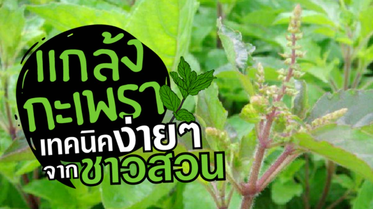 เคล็ดลับ “แกล้งกะเพรา” ทำให้ต้นกะเพราสูงใหญ่ ออกใบเยอะ