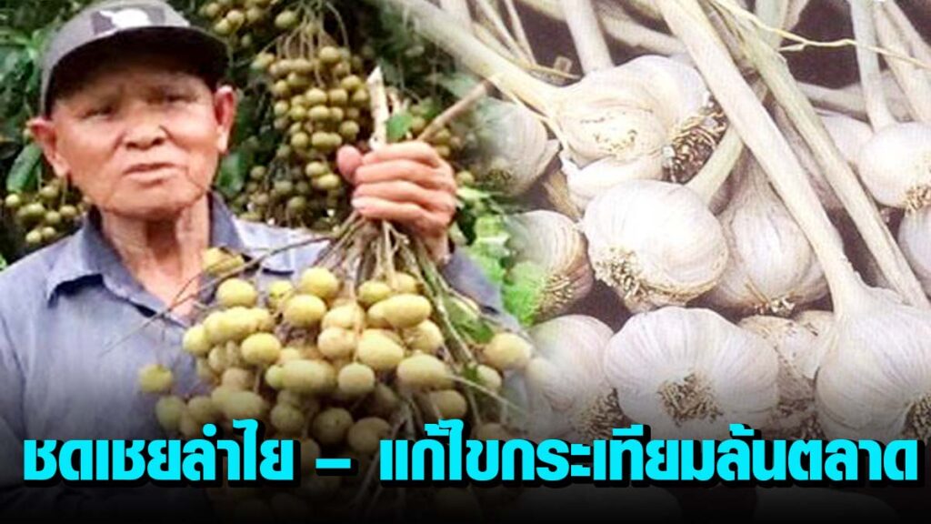 เกษตรกรเฮ !! ชดเชยลำไย – แก้ไขกระเทียมล้นตลาด