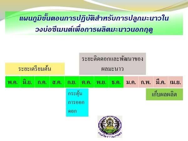 เทคนิคการปลูกมะนาวและการผลิตมะนาวนอกฤดู ในวงบ่อซีเมนต์