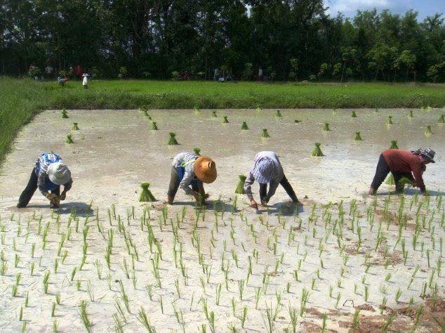 ทฤษฎีใหม่ ชีวิตที่พอเพียง