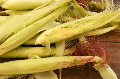 การปลูกข้าวโพดฝักอ่อน (Baby corn)