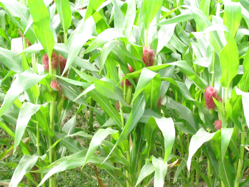 การปลูกข้าวโพดฝักอ่อน (Baby corn)