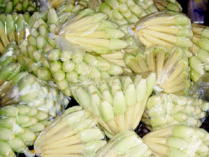 การปลูกข้าวโพดฝักอ่อน (Baby corn)