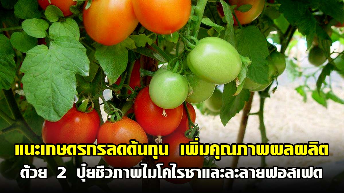 กรมวิชาการเกษตร แนะเกษตรกรลดต้นทุน เพิ่มคุณภาพผลผลิตด้วย 2 ปุ๋ยชีวภาพไมโคไรซาและละลายฟอสเฟต