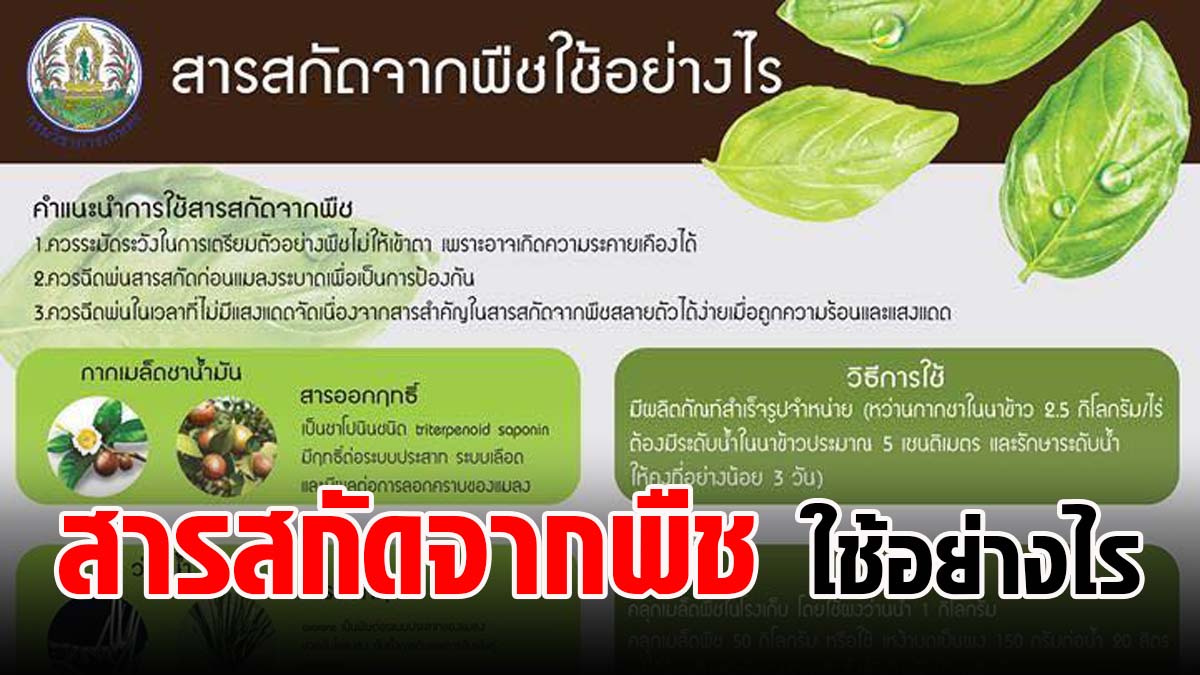 คำแนะนำการใช้ "สารสกัดจากพืช" ใช้อย่างไร