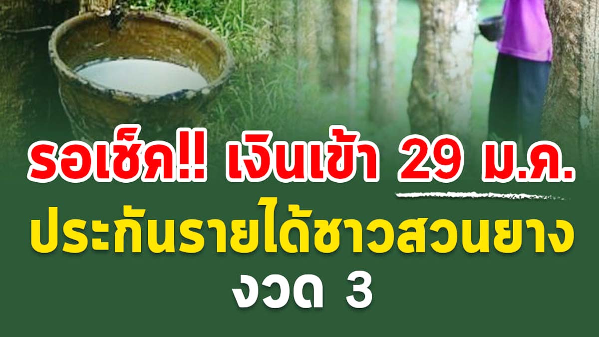 รอเช็คเลย !! เงินเข้า 29 ม.ค. ประกันรายได้ชาวสวนยาง งวด 3